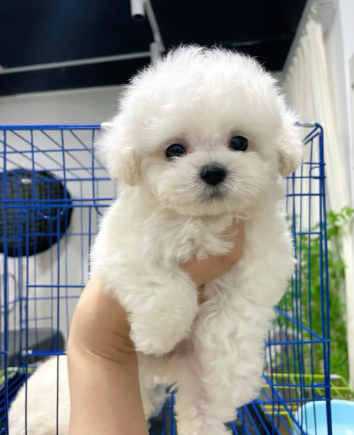 比熊聪明可特别适合情感陪伴